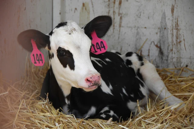 Representative Holstein calf at a US dairy