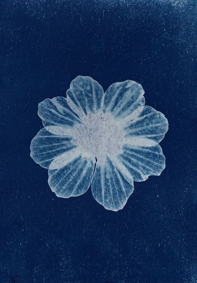 White flower rendered as a cyanotype photographic print on a textured blue background.