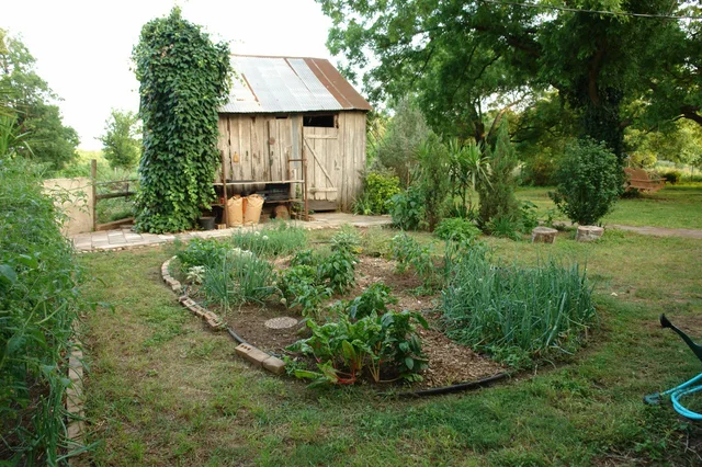 Beds of vegetables and herbs in a garden beside a wooden shed.
